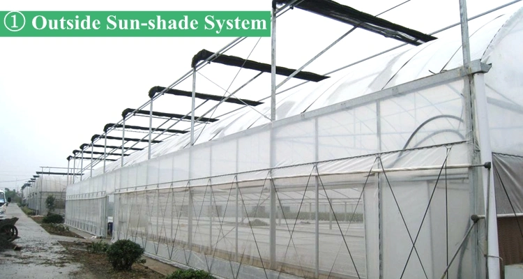 Cheap Multi-Span/Single Span Commercial Tunnel Plastic Film Glass Polycarbonate Farm Agriculture Greenhouse with Seedbed Hydroponic for Tomato Strawberry