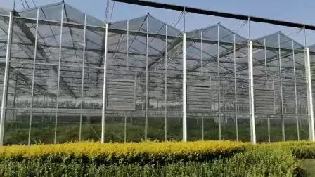 Pas cher Multi-Span/Single Span Tunnel Commercial Film Plastique Verre Polycarbonate Ferme Agriculture Serre avec Lit de Semences Hydroponique pour Tomate Fraise